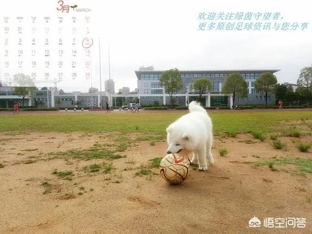 阿根廷算强队吗