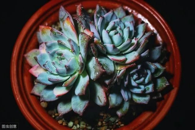 给多肉浇水的秘诀是什么？