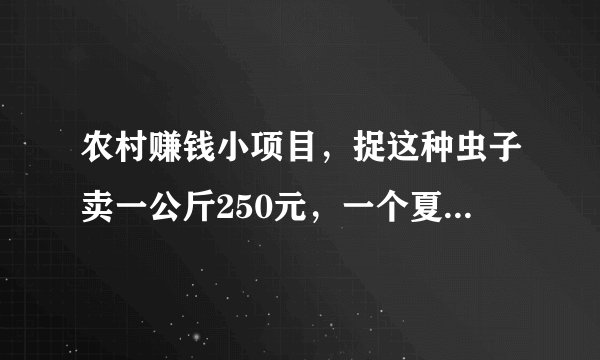 农村赚钱小项目，捉这种虫子卖一公斤250元，一个夏天能赚几万
