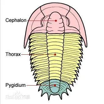 含三叶虫化石的地层是在哪个年代
