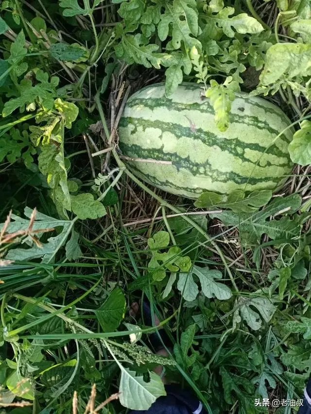 本人有500元，有什么创业的点子？