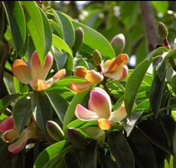 大理首次发现极危物种云南木莲, 你怎么看？