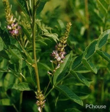 新疆的道地药材有哪些？