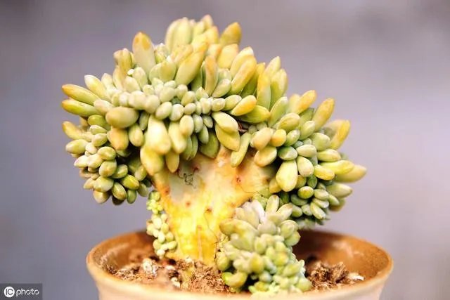 给多肉浇水的秘诀是什么？