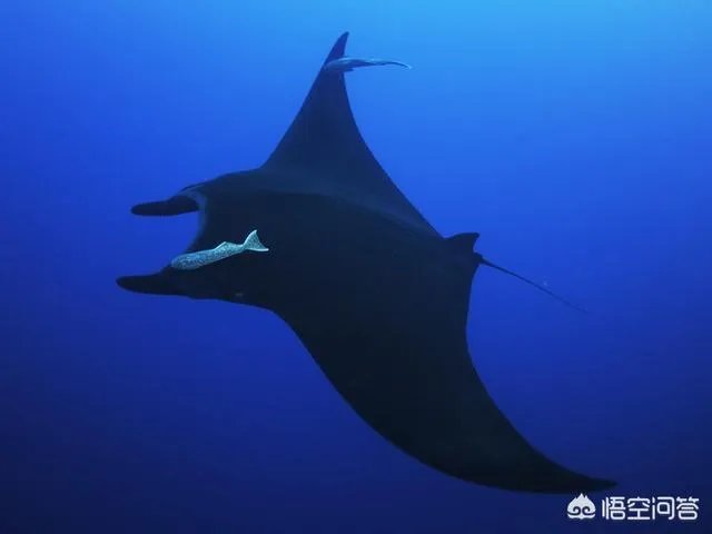 劳力士绿水鬼2022官方价