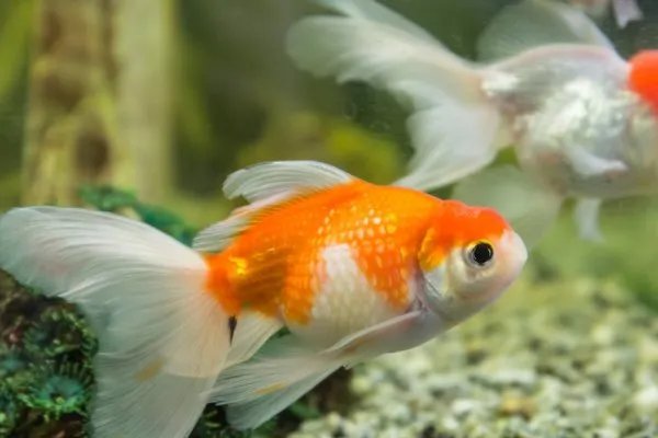 现在金鱼都排成一排看电视了，金鱼好养吗？