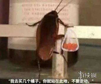 我买几个橘子去你就在此地不要走动 我买几个橘子去什么梗