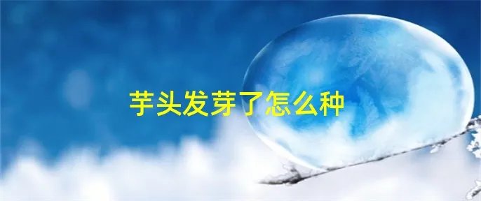 芋头发芽了怎么种