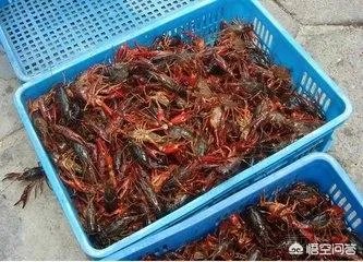 养殖小龙虾,水质该如何管理,日常管理要注意什么？