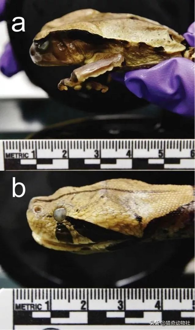 动物中，有没有我们从没见过的伪装术？