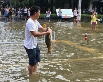 贵州暴雨路被淹，市民街头撒网捕鱼，这些鱼是从哪里的？