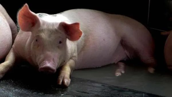 猪坚强已瘦骨嶙峋，它现在多少岁了？