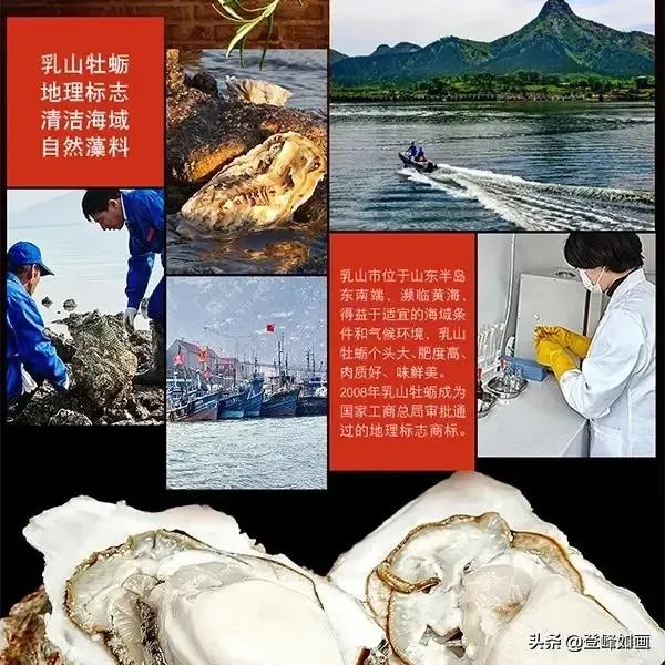 什么是最好的乳山牡蛎？