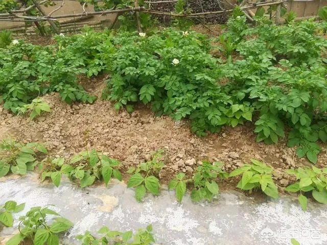 人造羊奶需什么东西