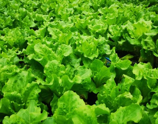 农业农村部解释菜价上涨，究竟是什么原因导致的呢？