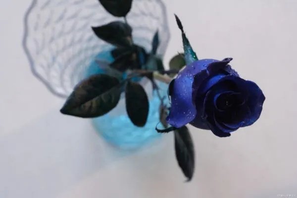 蓝色妖姬代表什么意思？