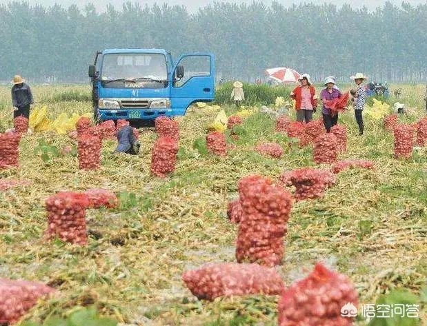 2018年的大蒜到底是会涨价还是会掉价？