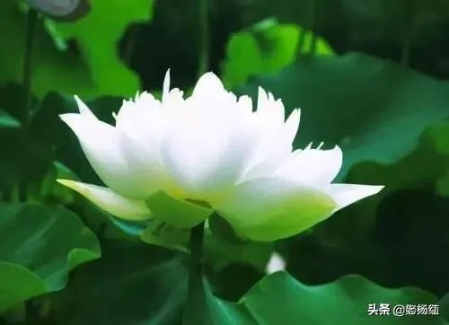 如何干掉领导，自己当领导？