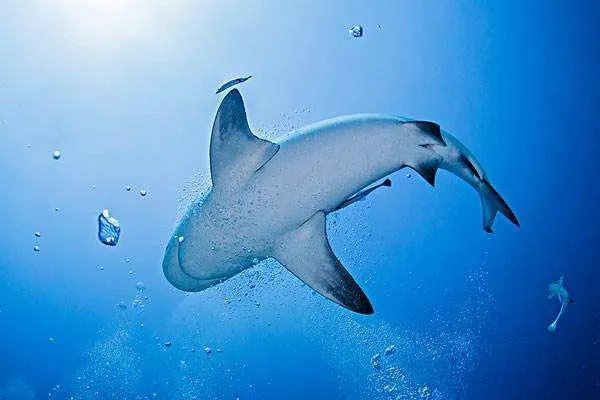 鲨鱼可以说是海洋霸主了，为什么害怕虎鲸？