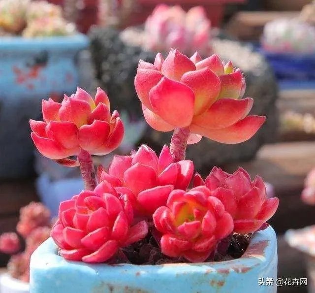 给多肉浇水的秘诀是什么？