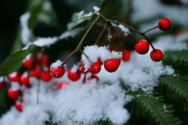 要七月飞雪了什么意思