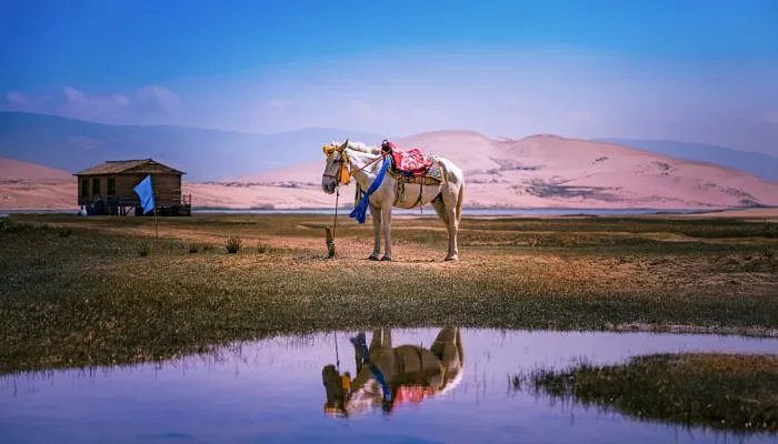 马蹄其实是马的什么 马蹄实际上是马的什么