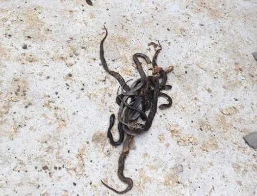 网传新乐市800条眼镜蛇出逃，此事实际上是什么情况？