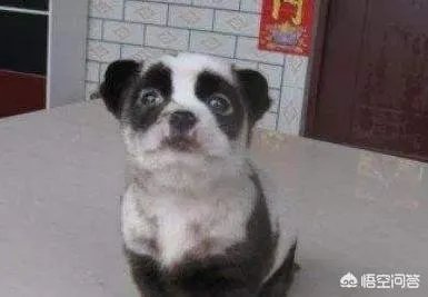 被染色成熊猫的狗，真的更“可爱”吗？