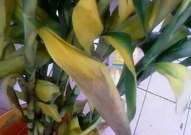 富贵竹原来要这么养才生根快叶子绿，难怪我家的总是黄死了！