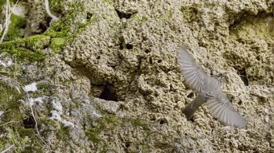 动物中，有没有我们从没见过的伪装术？