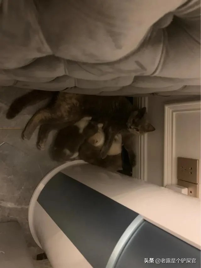 奶猫是不是吃了睡睡了吃？一天要睡多长时间？