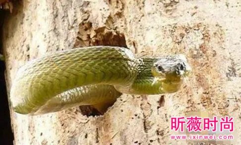 啄木鸟大战3米长毒蛇 下一幕轰动世界（图）