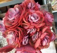 给多肉浇水的秘诀是什么？