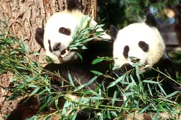 熊猫玩什么 怎么玩