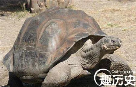 两千年前西汉古墓挖出千年神龟 真相太惊人！