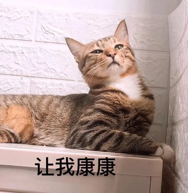 你家的猫做过哪些不可思议的事？