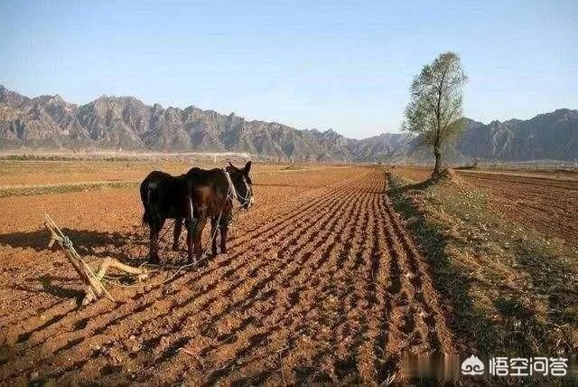 农村耕地出租多少钱一亩？直补归谁？