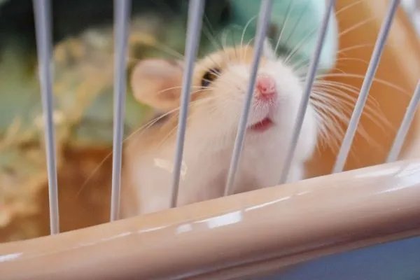 1984属鼠人2021年运程 1984年属鼠2021年运势运程大全及破解