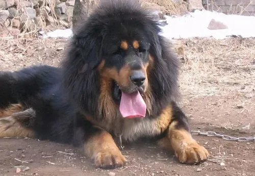 发疯的藏獒为什么连主人都会咬？