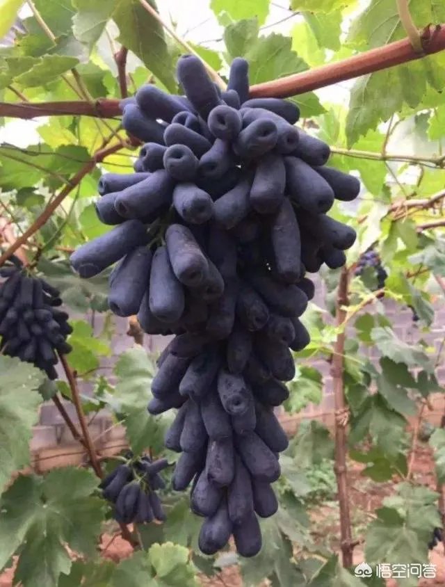 蓝宝石葡萄苗多少钱一棵？