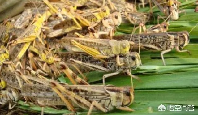 现在看到农村很多大棚饲养蝗虫的，效益咋样？