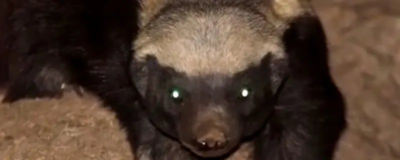 人称平头哥的动物是什么 称为平头哥的动物是什么