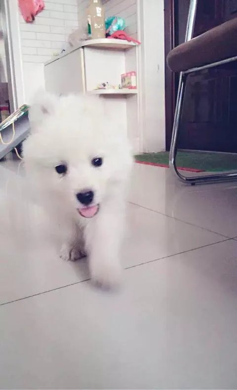 萨摩耶在交警队混吃混喝1个月把交警吃穷了，有这么夸张吗，萨摩耶有多能吃？