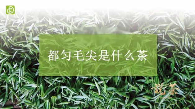 都匀毛尖是什么茶（图文）