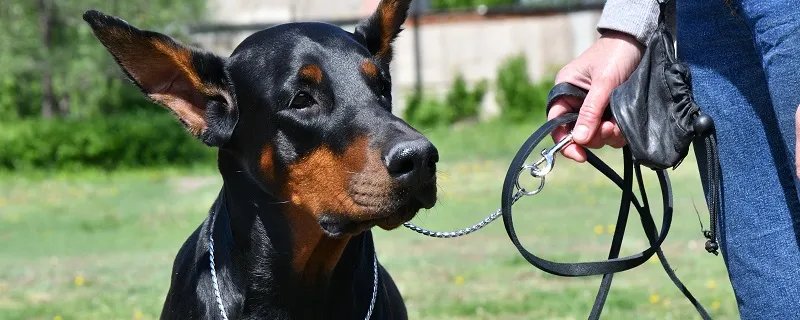 饲养杜宾犬的六大禁忌 怎么饲养杜宾犬