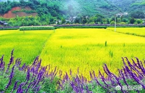 没打药的大米能卖多少钱一斤？有什么依据？