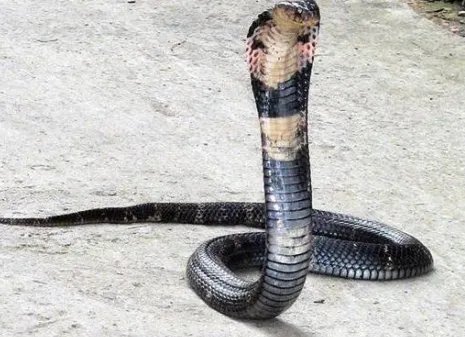 网传新乐市800条眼镜蛇出逃，此事实际上是什么情况？