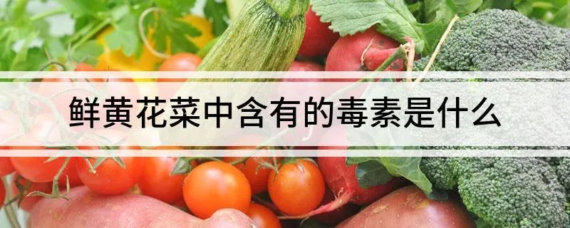 鲜黄花菜中含有的毒素是什么