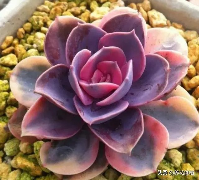 给多肉浇水的秘诀是什么？