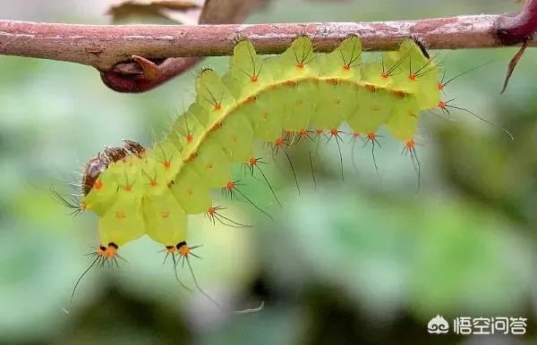 这是什么品种的飞蛾？